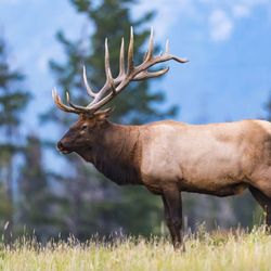 Backcountry Safaris - Backcountry Safaris offers scenic wildlife tours of Yellowstone and Grand Teton National Parks from Jackson Hole, Wyoming...