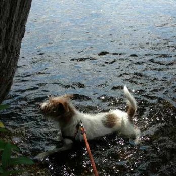 Little Furry Things, LLC - Taking a little dip in Greenlake. - Dog Walkers Near Me - Seattle, Washington Little Furry Things, LLC - Taking a little dip in Greenlake. - Dog Walkers Near Me - Seattle, Washington
