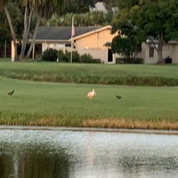 East Bay Golf Club - Some of the birds near the 16th.