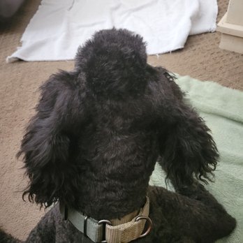 Momos Pet Grooming - What happened to my dome? - Pet Groomers Near Me - Norco, California Momos Pet Grooming - What happened to my dome? - Pet Groomers Near Me - Norco, California