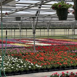 Spano Greenhouse & Farm - Greenhouse filled with bedding plants