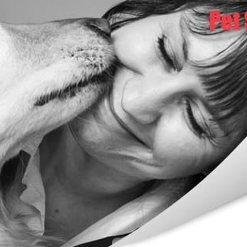 Heidi's Hounds and Cats Too - Pet Sitting Near Me