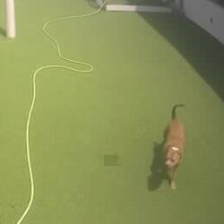 Somi Pet Resort - Cámara del patio de juego