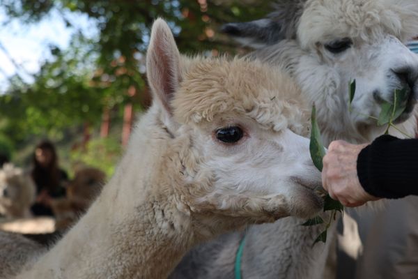 Canzelle Alpacas by null