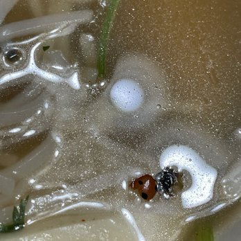 Roku Sushi & Pho - Lady bug. I wish I had seen it before making the soup for my son !!! He discovered it and showed me - Vietnamese Near Me - Bargersville, Indiana Roku Sushi & Pho - Lady bug. I wish I had seen it before making the soup for my son !!! He discovered it and showed me - Vietnamese Near Me - Bargersville, Indiana