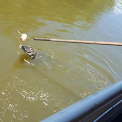 Bob's Bayou Black Marina - Gator feeding on swamp tour