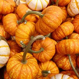 Pumpkins!!