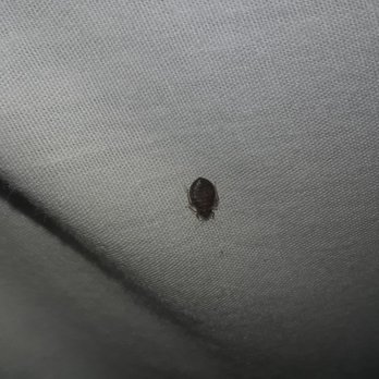 Crossway Motel - WARNING BED BUGS!!!! MEMORIAL WKND !!!!! WE GOT TERRIBLE BITES!!!!!! 0 MANAGEMENT REMORSE OR FULL REFUND - Hotels Near Me - Hialeah, Florida Crossway Motel - WARNING BED BUGS!!!! MEMORIAL WKND !!!!! WE GOT TERRIBLE BITES!!!!!! 0 MANAGEMENT REMORSE OR FULL REFUND - Hotels Near Me - Hialeah, Florida