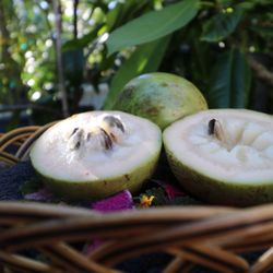 Organic Wild - Jaimito Blanco