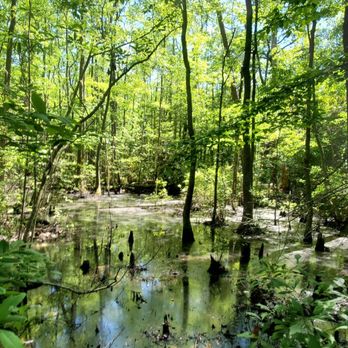 Cape Henry Trail - Mountain Biking Near Me