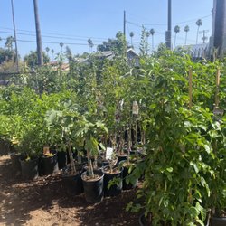 AAL Materials - A variety of fruit trees to choose from!!! Sizes available 5 gallon, 15 gallon , 20 gallon and 25 gallon!!!