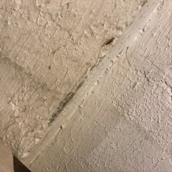 Central BBQ - Cockroach on wall by table and our food - Barbeque Near Me - Memphis, Tennessee Central BBQ - Cockroach on wall by table and our food - Barbeque Near Me - Memphis, Tennessee