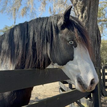 Gypsy Gold Horse Farm - Check out his blue eye. The other one is brown. - Walking Tours Near Me - Ocala, Florida Gypsy Gold Horse Farm - Check out his blue eye. The other one is brown. - Walking Tours Near Me - Ocala, Florida