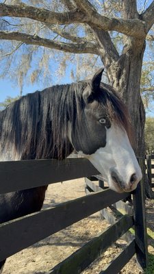 Gypsy Gold Horse Farm by null