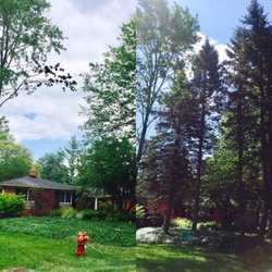 Bonk Tree Service - Before & After