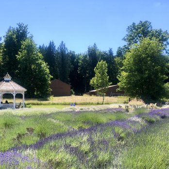 Evergreen Valley Lavender Farm - Lavender field, gazebo - Farms Near Me - Olympia, Washington