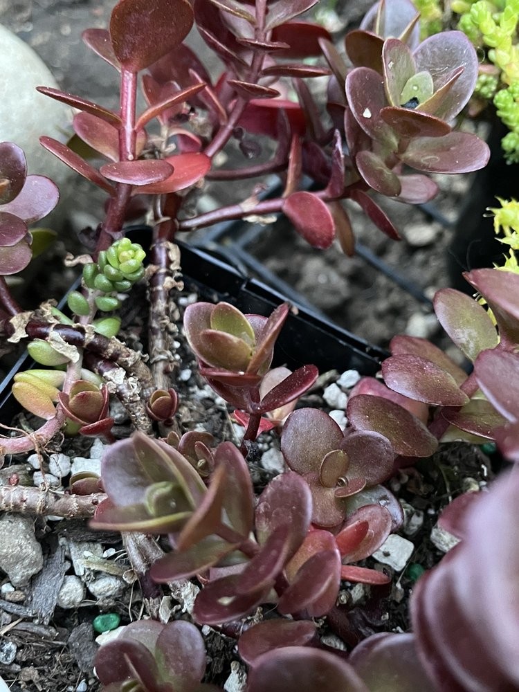 GRAY’S GARDEN CENTER Updated September 2024 18 Photos & 48 Reviews