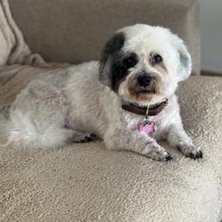 A's Mobile Dog Grooming
