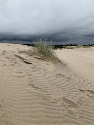 Råbjerg Mile by null