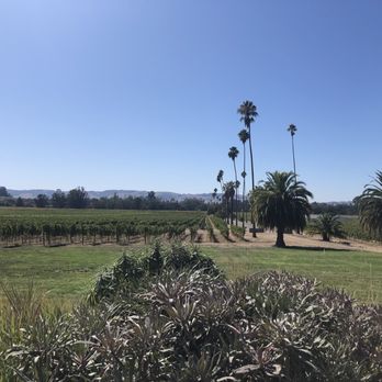 Scribe Winery - View of the vineyard from the outdoor patio - Wineries Near Me - Sonoma, California Scribe Winery - View of the vineyard from the outdoor patio - Wineries Near Me - Sonoma, California