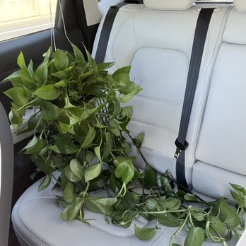 Knots & Found - Plant. - Nurseries & Gardening Near Me - Martinez, California Knots & Found - Plant. - Nurseries & Gardening Near Me - Martinez, California