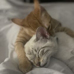 Andrea’s Dream Rescue - Siblings