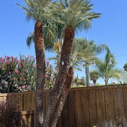 Cleaned up palms looking great! Cleaned up palms looking great!