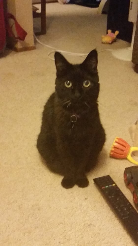 vca almaden valley animal hospital yelp