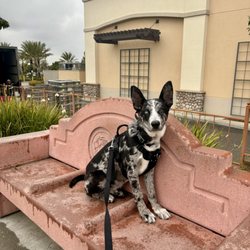 Beauty and Her Beasts Dog Training