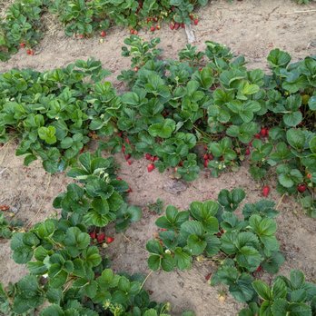 Red Berry Barn - Albion - Flowers & Gifts Near Me - Sherwood, Oregon Red Berry Barn - Albion - Flowers & Gifts Near Me - Sherwood, Oregon
