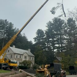 New American Tree Services