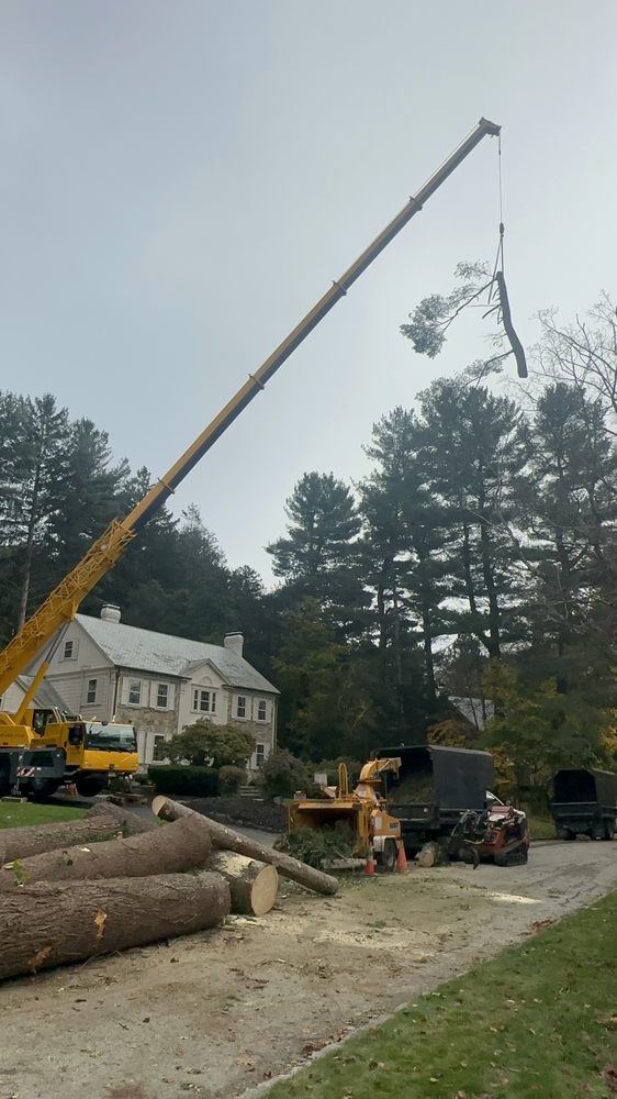 New American Tree Services - tree service in Millbury, MA