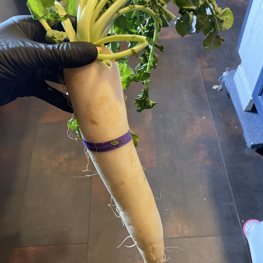 Fred Meyer - Apparently it's a type of radish ‍ - Department Stores Near Me - Puyallup, Washington