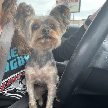 Premier Pets Grooming - Pet Groomers Near Me - Rio Rancho, New Mexico Premier Pets Grooming - Pet Groomers Near Me - Rio Rancho, New Mexico