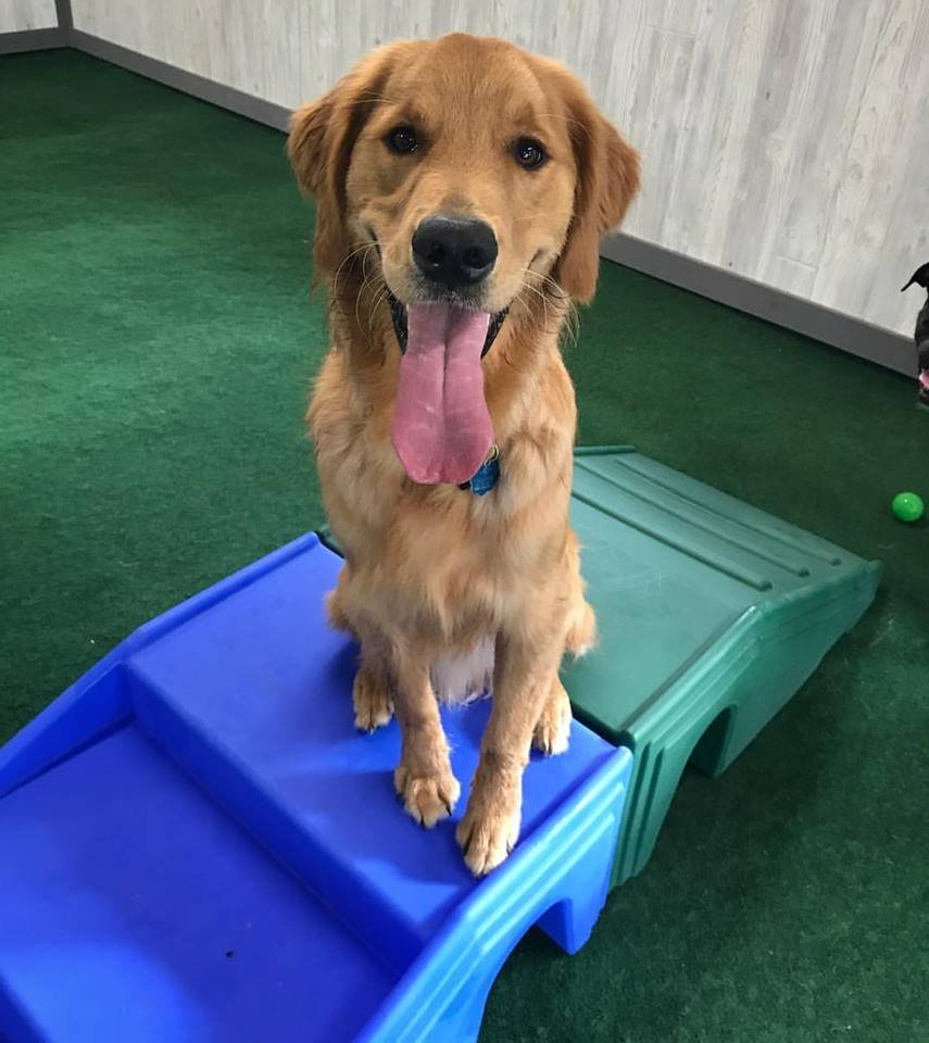 BITTERSWEET PET RESORTS NILES Updated October 2024 28 Photos & 24