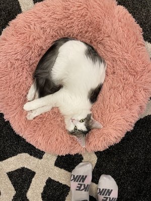 Catfeine Cat Cafe by null