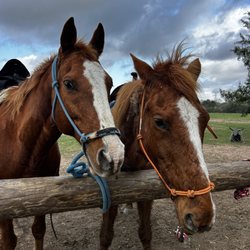 Cowboy Country Life - TEA and PEPPY