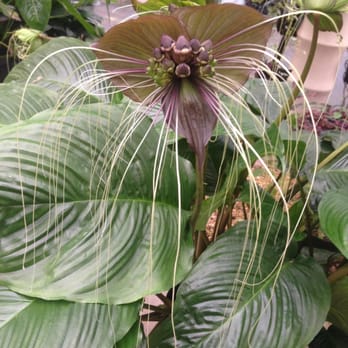 E.F.G. Orchids - Nurseries & Gardening Near Me - Deland, Florida E.F.G. Orchids - Nurseries & Gardening Near Me - Deland, Florida