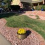 Photo of Pioneer Landscape Centers | SiteOne Stone Center
