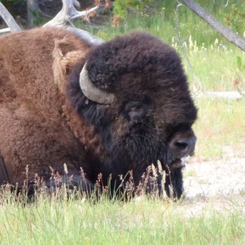 Fountain Paint Pot - this huge buffalo was sitting right by the boardwalk .. he just ignored everyone ..but bit surreal being so close to something that huge. - Landmarks & Historical Buildings Near Me - Yellowstone National Park, Wyoming