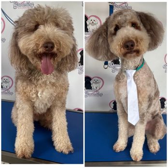 Dowdle Grooming - Pet Groomers Near Me Dowdle Grooming - Pet Groomers Near Me
