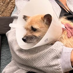 San Gabriel Valley Humane Society - My mom and her new doggo, Ginger!!!