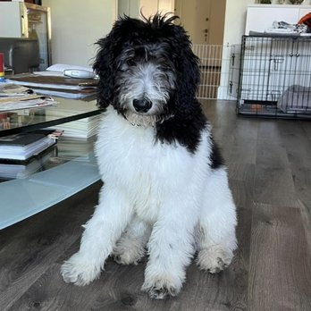 Butterworth Dog Training - Captain - Pet Training Near Me