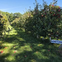 Ragged Hill Orchard - More Rows!