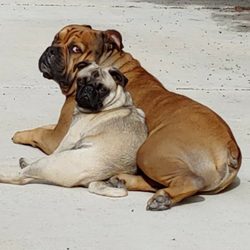 Joan's Petsitting & Dog Walking - These are my beautiful boys Oliver and Milo.