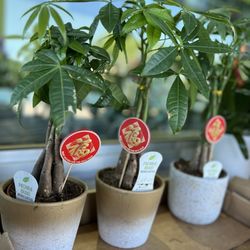 Whole Foods Market - Plants for the Lunar New Year.