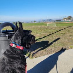 Barkeley K-9 University