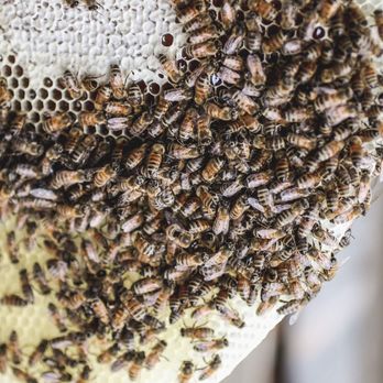 Bee Dash Rescue - Bees built a hive in an open structure. - Pest Control Near Me Bee Dash Rescue - Bees built a hive in an open structure. - Pest Control Near Me