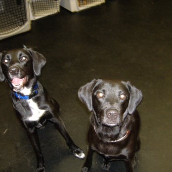 Dog World Rescue - Olivia and Coral - Animal Shelters Near Me