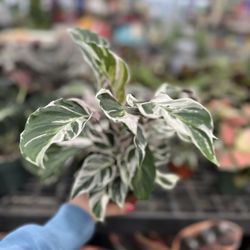 Pat's Farms Garden Center